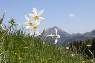 Die Narzissenfelder in Les Pléiades oberhalb von Blonay